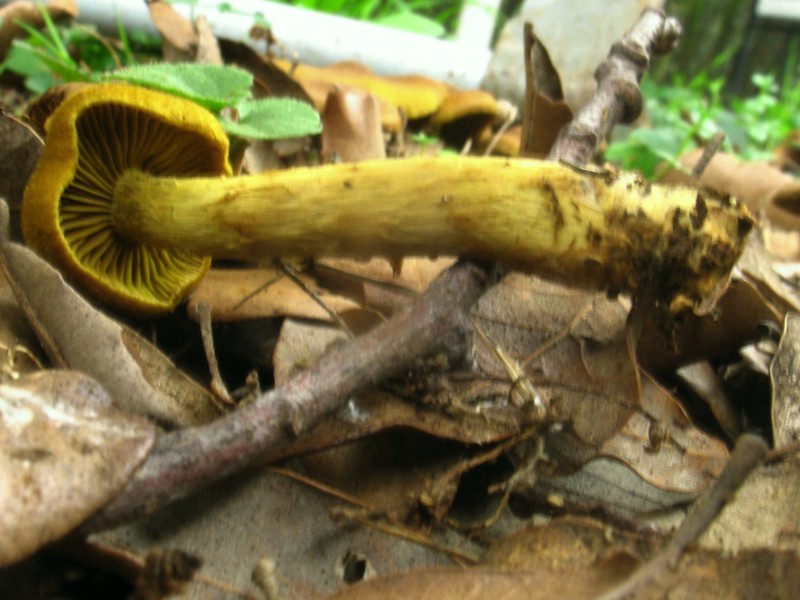 Cortinarius subnotatus?